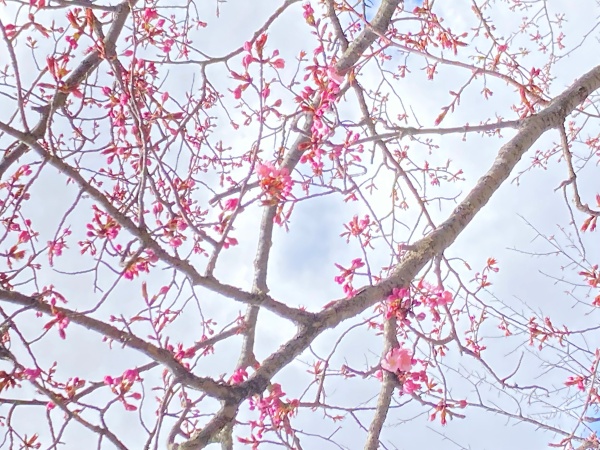 桜山公園の桜